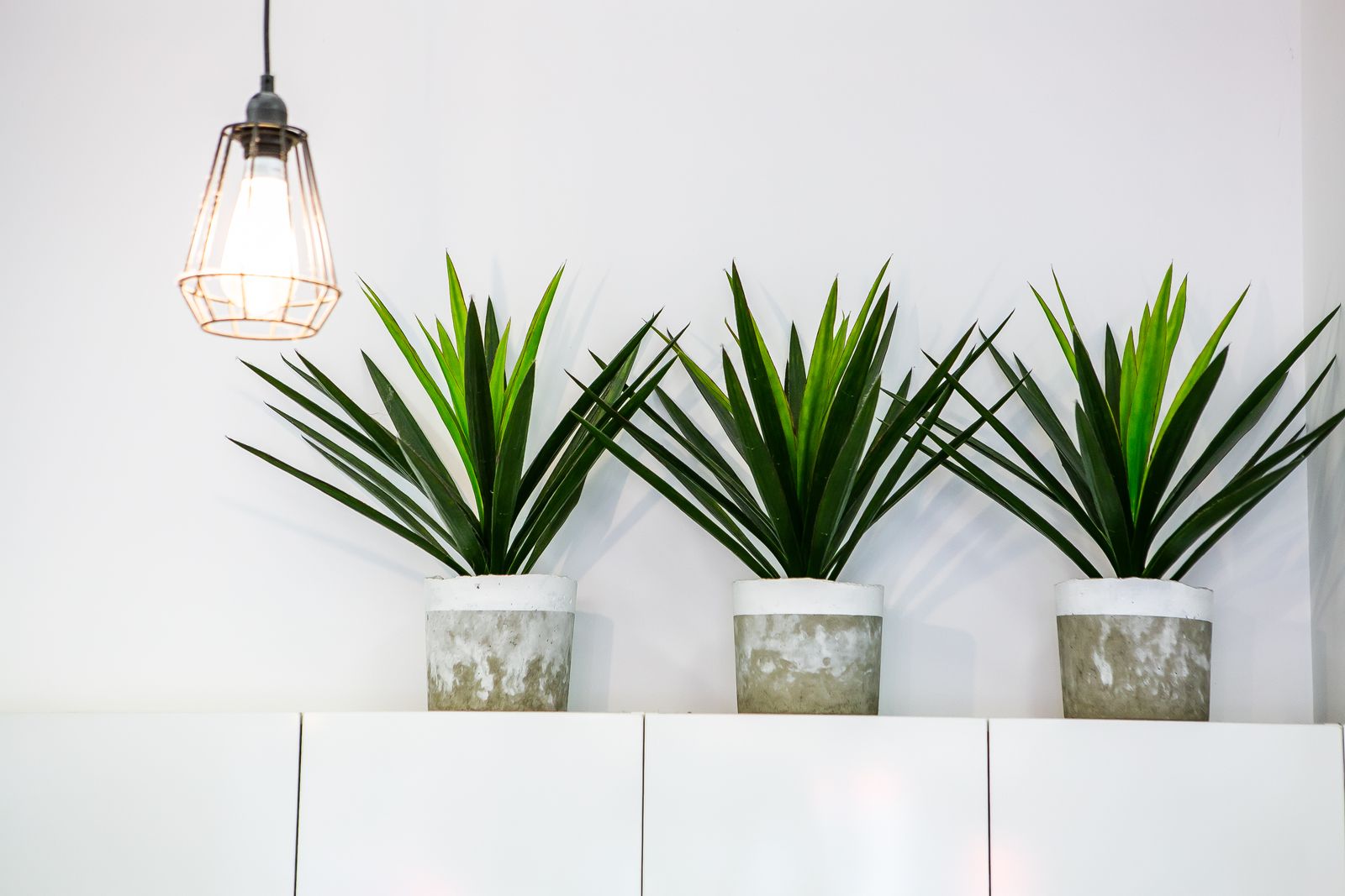 Wild Hare Salon image 4