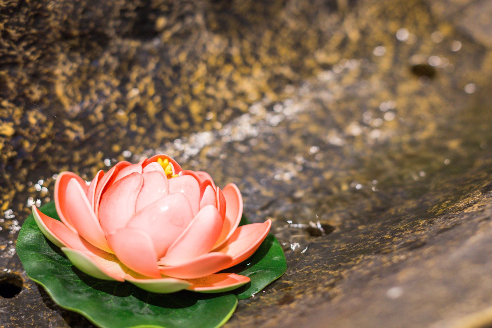 Serendipity Miss Beauty- CBD image 12