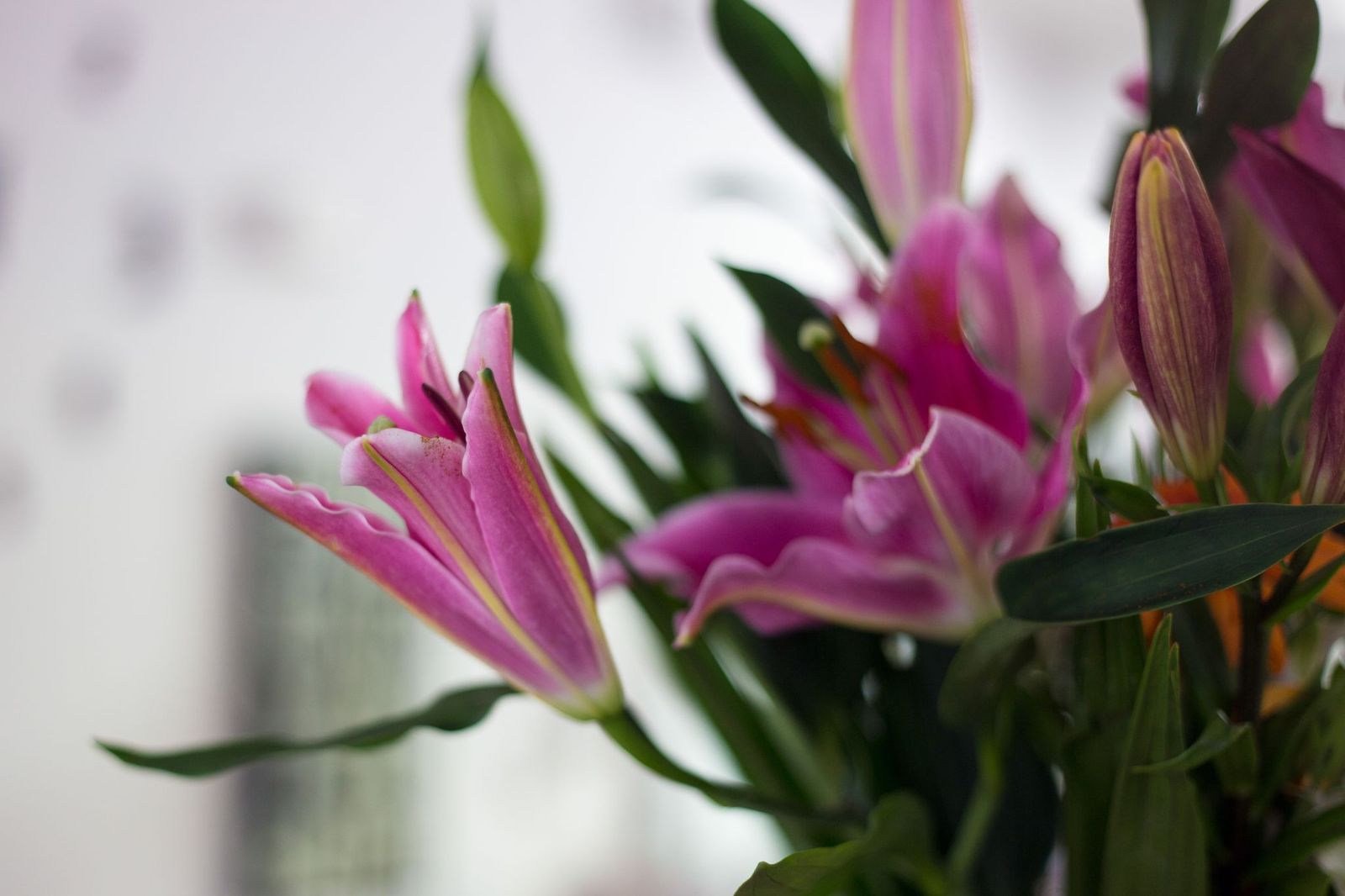 Andrea Adele Hair and Beauty image 11