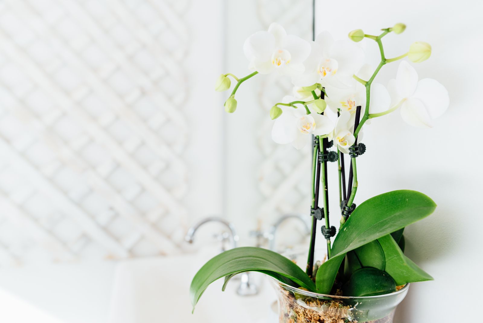 Makeup Ink - CBD image 8