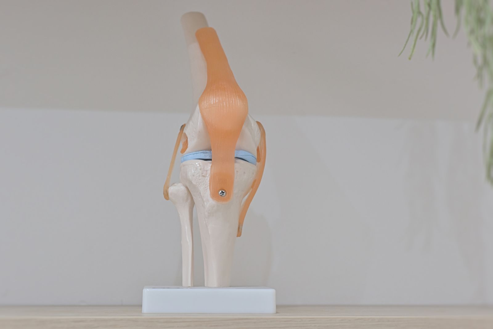 Motion Myotherapy Northcote Remedial Massage Melbourne image 10