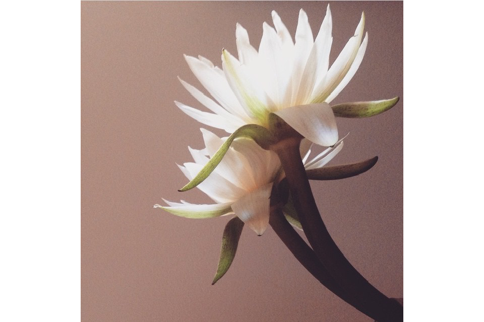 Angelini Organics image 3