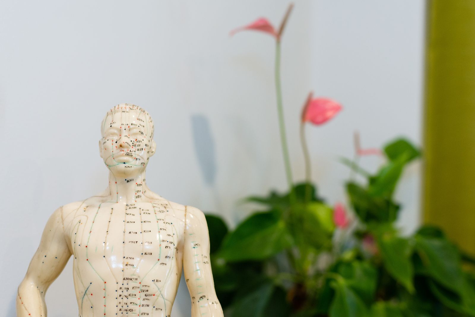 Acupuncture On Wheels - Marrickville image 8