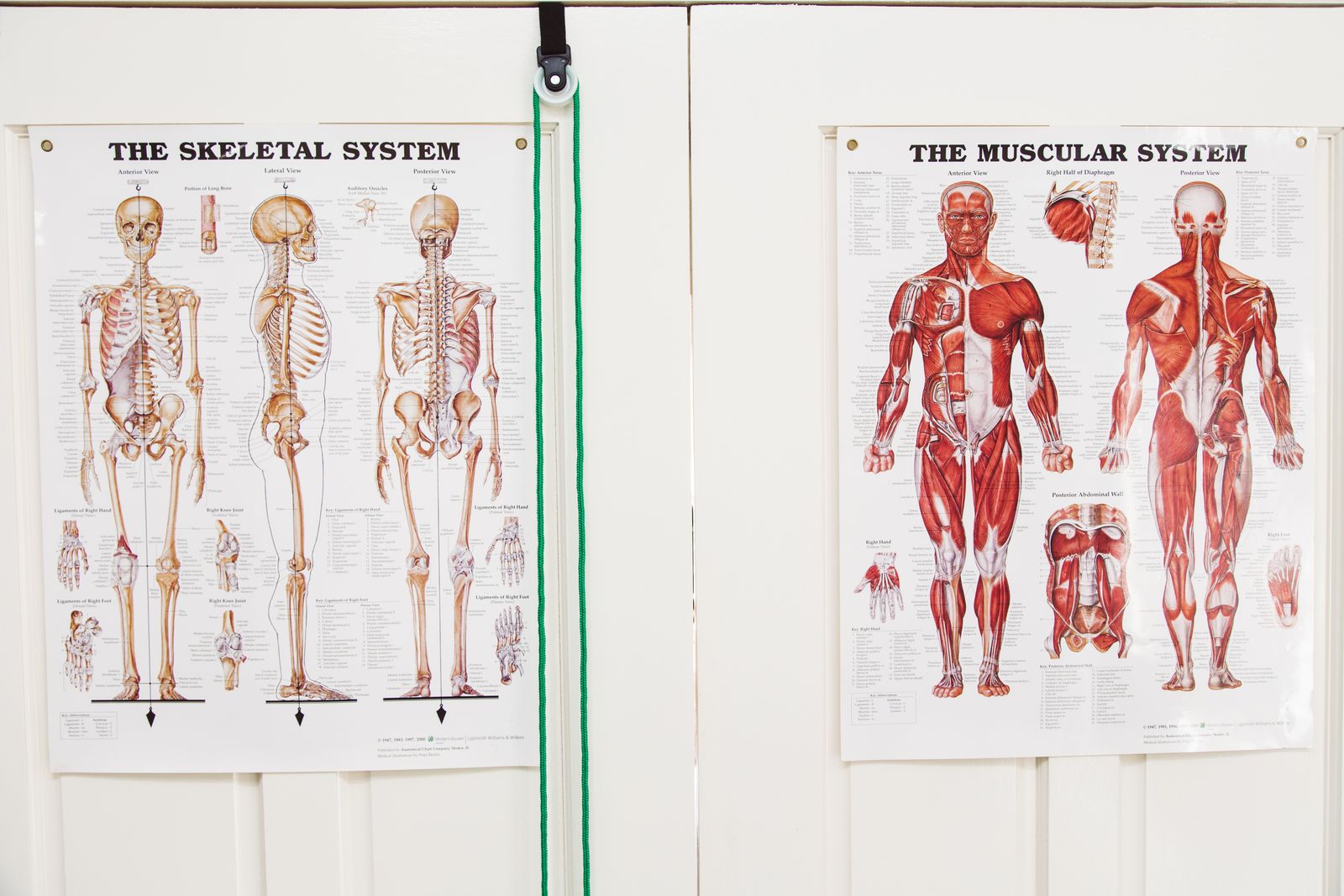 Myofit Massage Therapy image 9