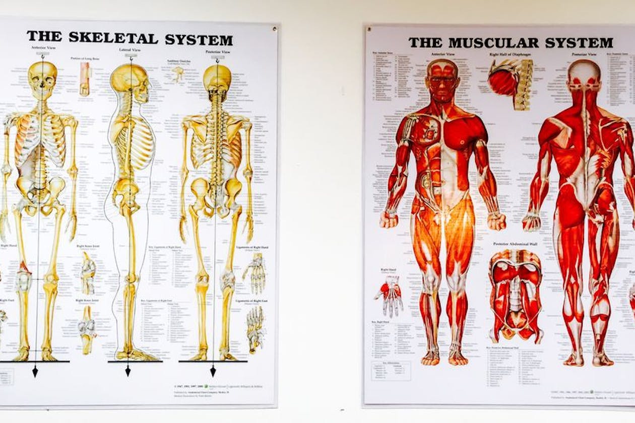 Stable Massage - CBD image 4