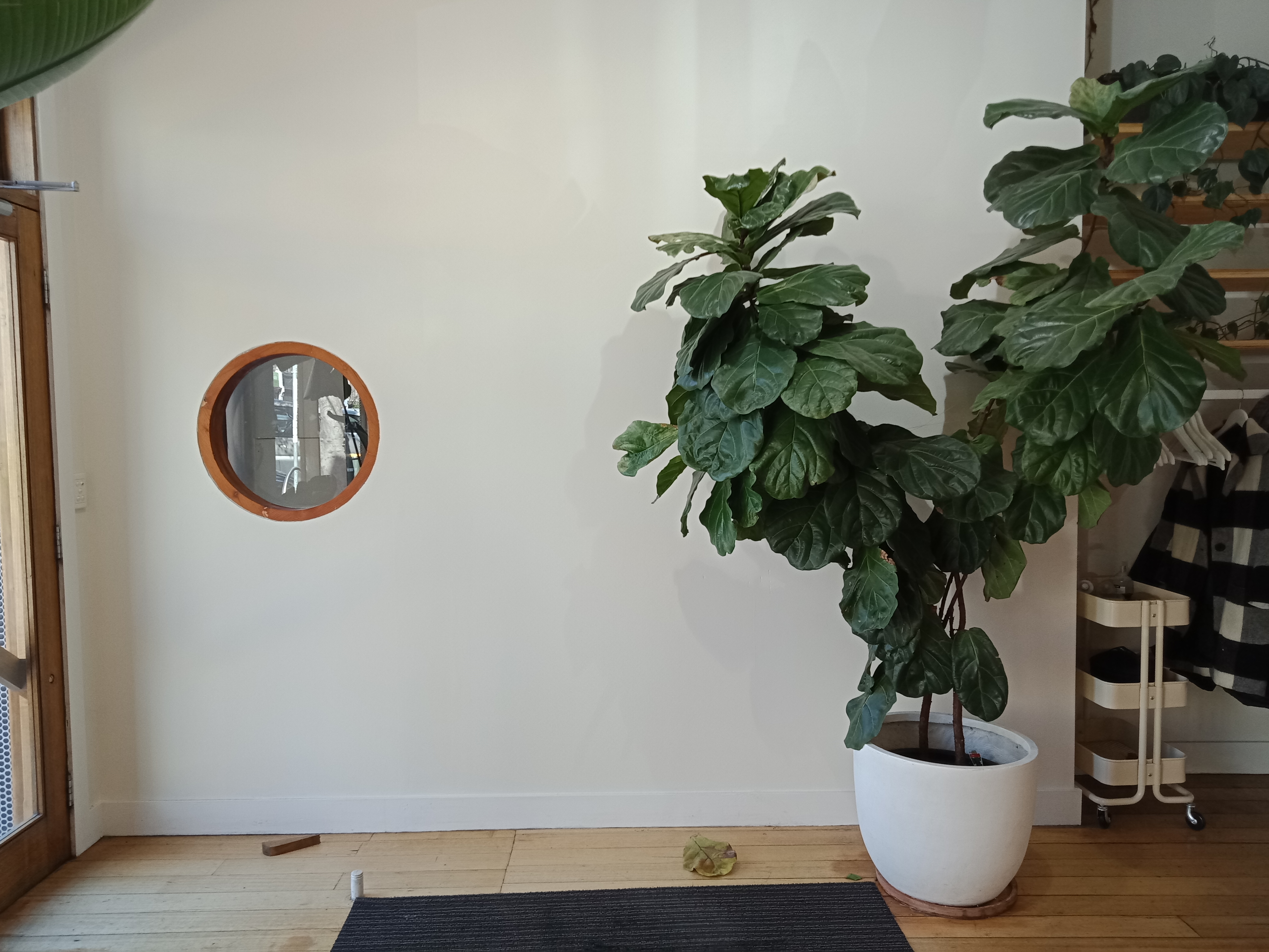 Miss Gertrude image 4