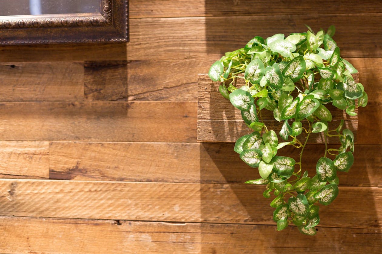 Serendipity Miss Beauty - Eastwood image 9