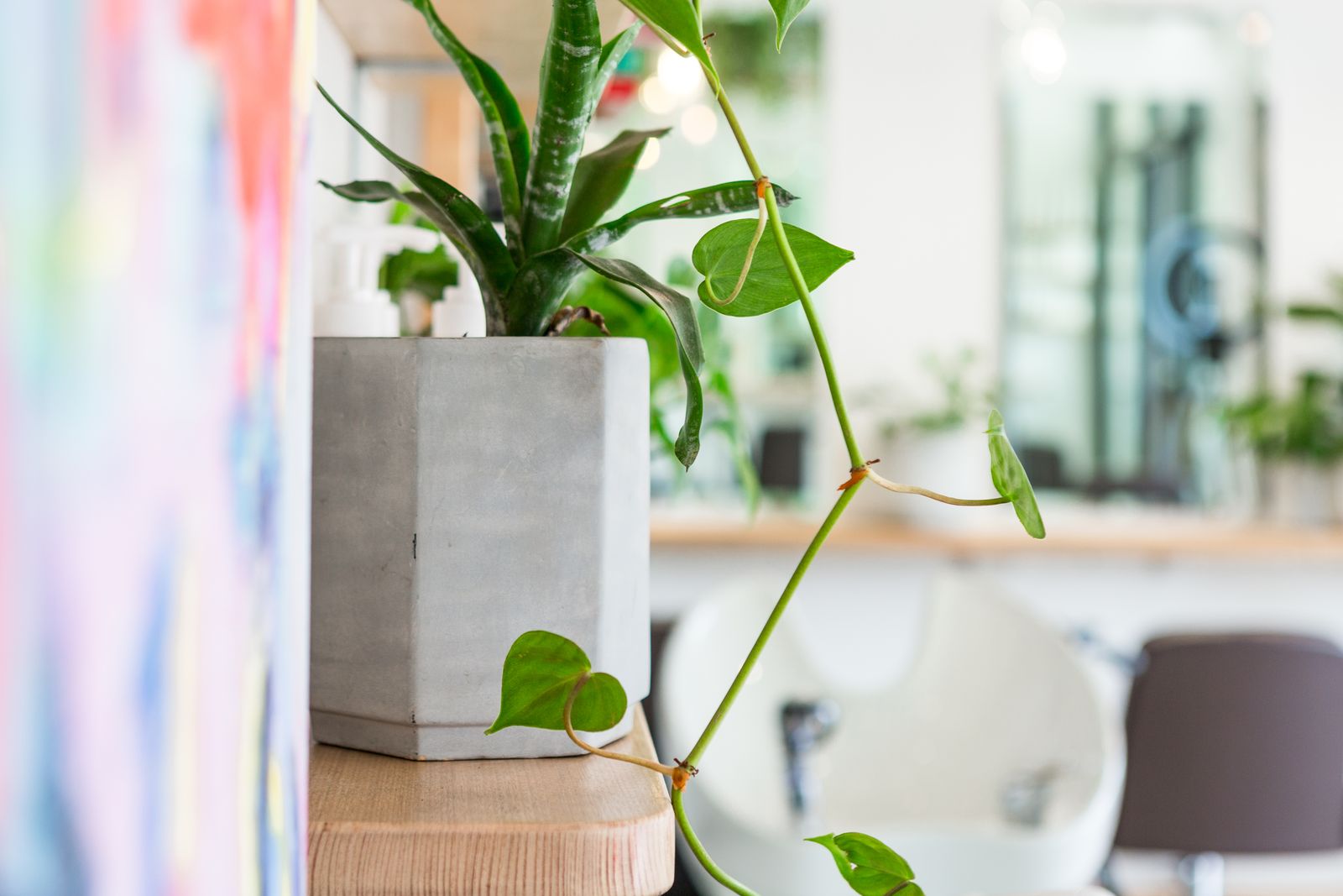 Galen Colour image 6